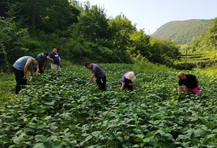 湖北恩施州農(nóng)業(yè)農(nóng)村局領(lǐng)導(dǎo)蒞臨岳氏集團(tuán)5000畝富硒黑豆種植基地調(diào)研指導(dǎo)